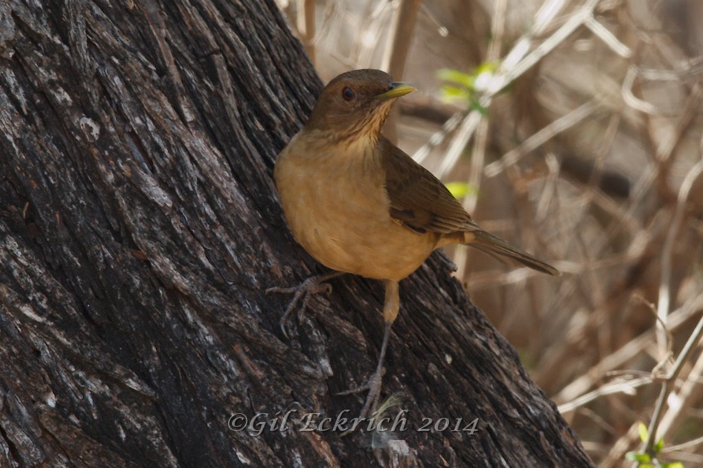Clay-colored Thrush 2014-01-26_3.jpg